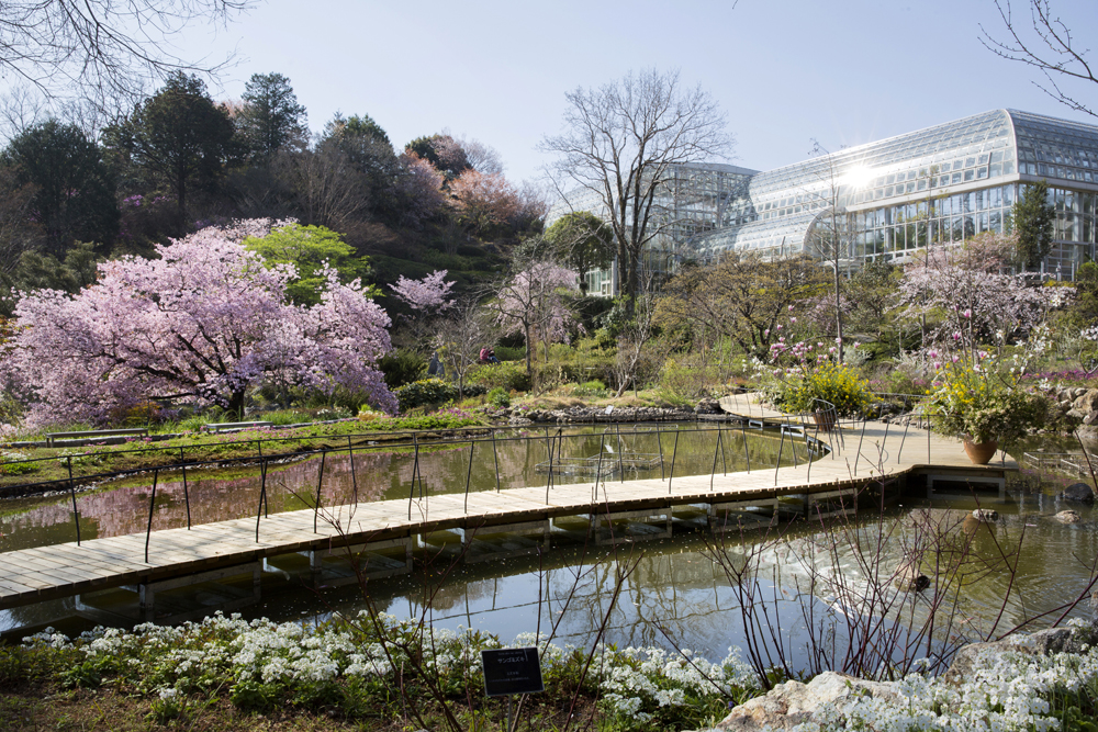 桜が美しい春の南園・50周年記念庭園