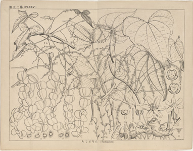 牧野富太郎の植物図　タチドコロ