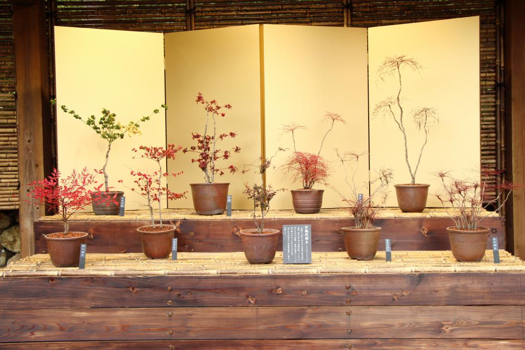日本伝統園芸植物観賞棚のご利用制限について
