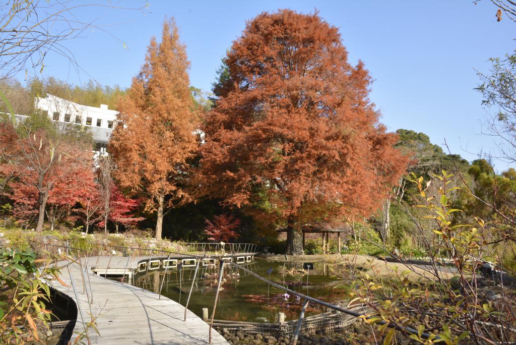 秋の南園　池付近の紅葉するヌマスギの大木