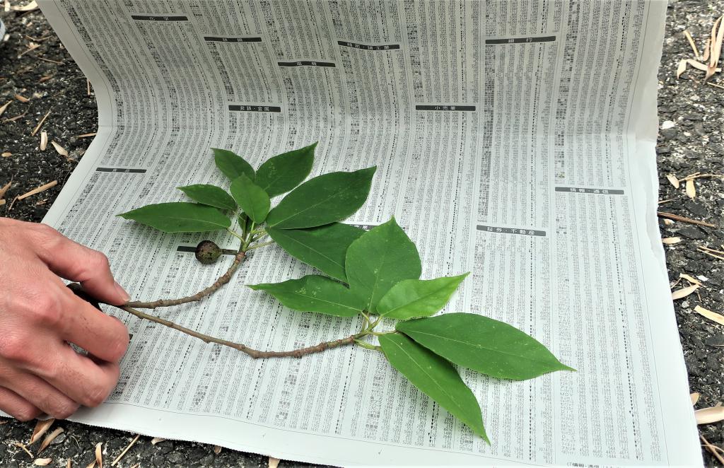 採集した植物を新聞紙にはさむようす