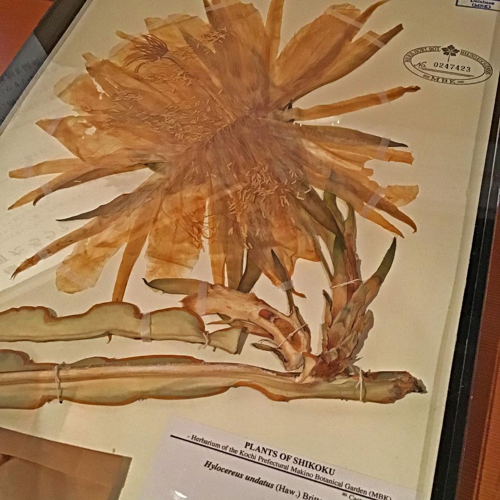 ヒロケレウス・ウンダトゥスの押し葉標本