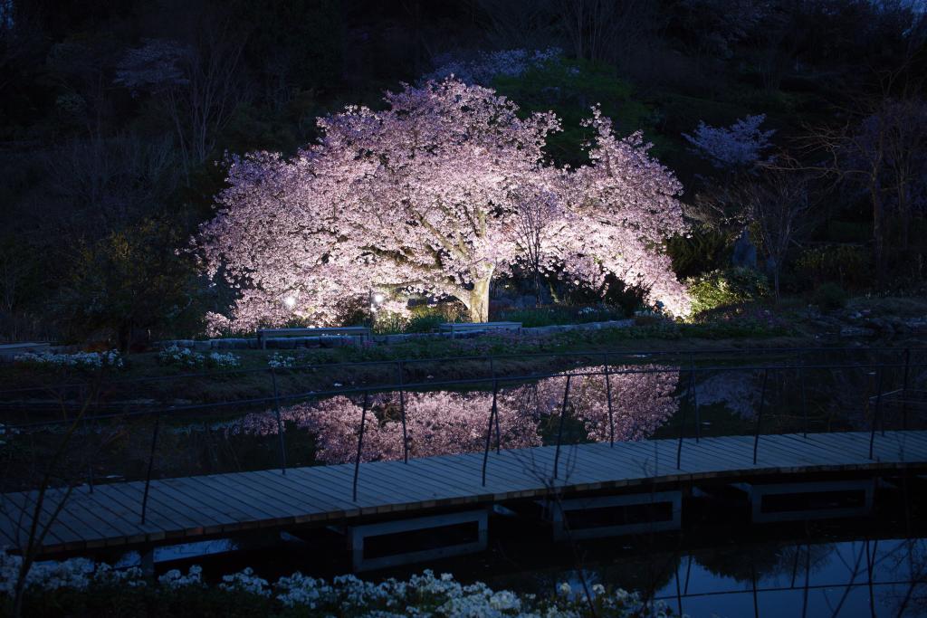 桜の宵