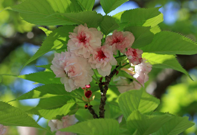 サトザクラ'菊桜'