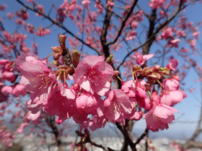 カンヒザクラ‘琉球寒緋桜’