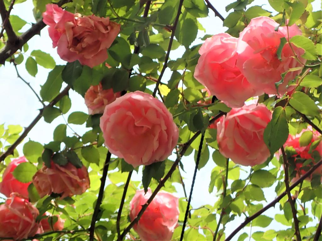 バラ属の園芸品種‘リージャン・ロード・クライマー’