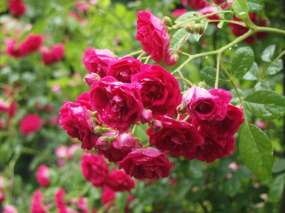 バラ属の園芸品種‘キング’