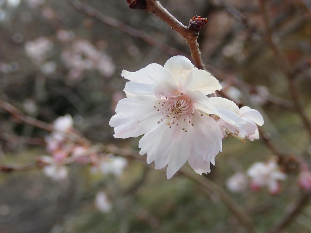 コヒガンザクラ'十月桜'
