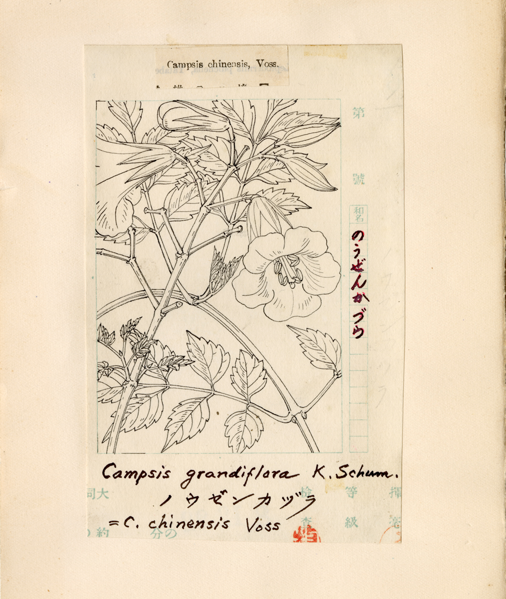 牧野富太郎「図説普通植物検索表表」初版本