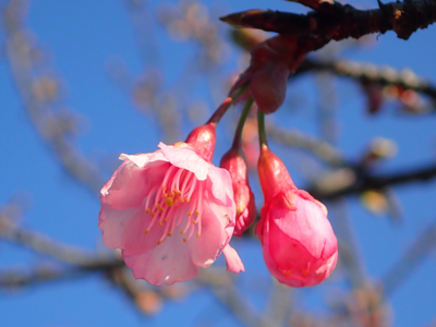 カンヒザクラ‘琉球寒緋桜’