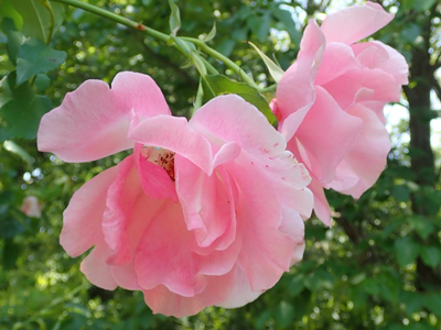 バラ属の園芸品種‘スパニッシュ・ビューティー’