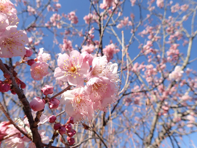 サクラ属の園芸品種‘椿寒桜’