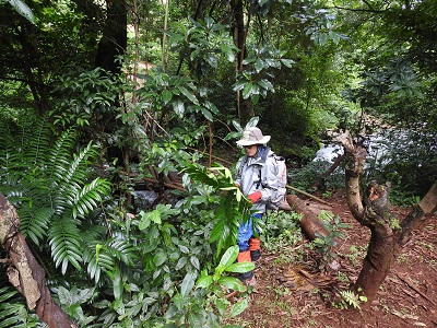 未知なる地域 ミャンマー植物多様性・有用植物探査