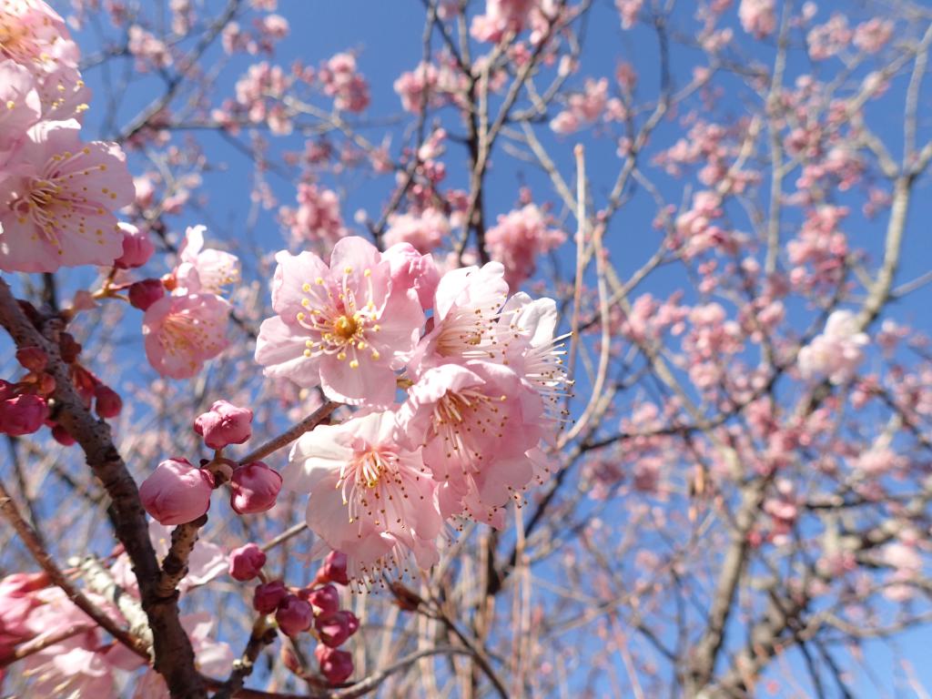 サクラ属‘椿寒桜’