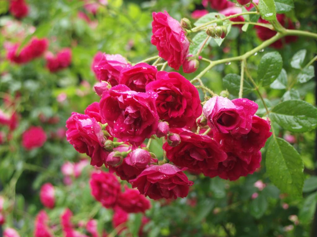 バラ属の園芸品種‘キング’